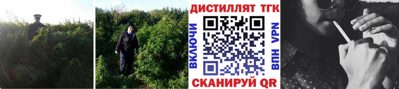 цены   Новое Девяткино  ТГК THC oil 